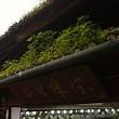 toit vegetal